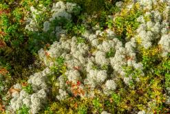 Kõnnu Suursoo - Prodloužený víkend u Baltu (září 2024)