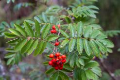 Kõnnu Suursoo - Prodloužený víkend u Baltu (září 2024)