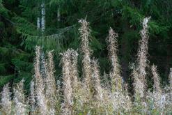 Kõnnu Suursoo - Prodloužený víkend u Baltu (září 2024)