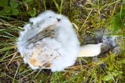 Kõnnu Suursoo - Prodloužený víkend u Baltu (září 2024)