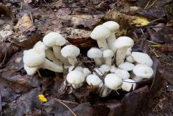 Kõnnu Suursoo - Prodloužený víkend u Baltu (září 2024)