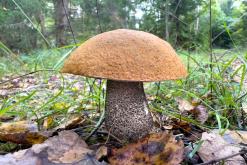 Kõnnu Suursoo - Prodloužený víkend u Baltu (září 2024)