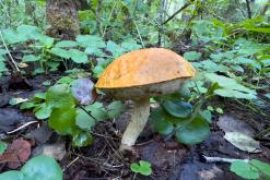 Kõnnu Suursoo - Prodloužený víkend u Baltu (září 2024)