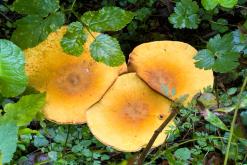 Kõnnu Suursoo - Prodloužený víkend u Baltu (září 2024)