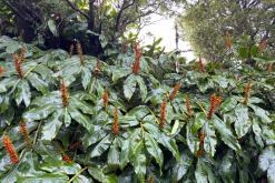 Ponta Delgada - São Miguel, Týden po Azorech (leden 2025)