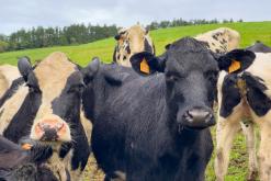 Ponta Delgada - São Miguel, Týden po Azorech (leden 2025)