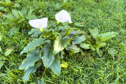 Janela do Inferno - São Miguel, Týden po Azorech (leden 2025)