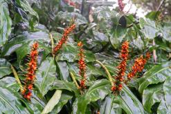 Janela do Inferno - São Miguel, Týden po Azorech (leden 2025)