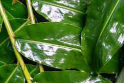 Janela do Inferno - São Miguel, Týden po Azorech (leden 2025)