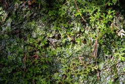 Janela do Inferno - São Miguel, Týden po Azorech (leden 2025)