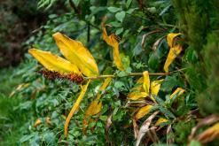 Janela do Inferno - São Miguel, Týden po Azorech (leden 2025)