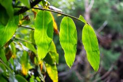 Janela do Inferno - São Miguel, Týden po Azorech (leden 2025)