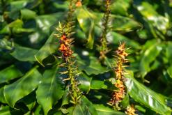 Lagoa do Fogo - São Miguel, Týden po Azorech (leden 2025)