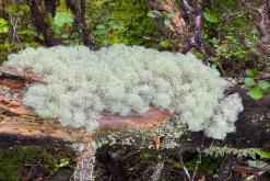 Lagoa do Fogo - São Miguel, Týden po Azorech (leden 2025)