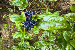 Lagoa do Fogo - São Miguel, Týden po Azorech (leden 2025)