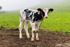 Lagoa do Congro - São Miguel, Týden po Azorech (leden 2025)