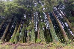 Lagoa das Furnas - São Miguel, Týden po Azorech (leden 2025)