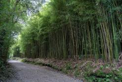 Lagoa das Furnas - São Miguel, Týden po Azorech (leden 2025)