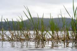 Lagoa das Furnas - São Miguel, Týden po Azorech (leden 2025)