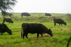 Povoação - São Miguel, Týden po Azorech (leden 2025)