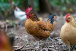Pico Bartolomeu - São Miguel, Týden po Azorech (leden 2025)