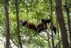 Pico Bartolomeu - São Miguel, Týden po Azorech (leden 2025)