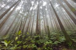 Pico Bartolomeu - São Miguel, Týden po Azorech (leden 2025)