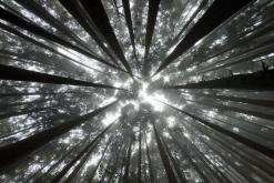 Pico Bartolomeu - São Miguel, Týden po Azorech (leden 2025)