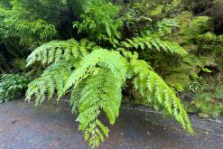 Pico Bartolomeu - São Miguel, Týden po Azorech (leden 2025)