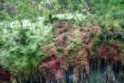 Pico Bartolomeu - São Miguel, Týden po Azorech (leden 2025)