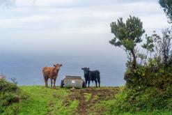 Pico Bartolomeu - São Miguel, Týden po Azorech (leden 2025)