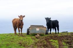 Pico Bartolomeu - São Miguel, Týden po Azorech (leden 2025)