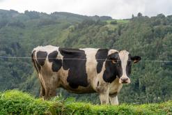 Pico Bartolomeu - São Miguel, Týden po Azorech (leden 2025)