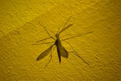 Santana - São Miguel, Týden po Azorech (leden 2025)