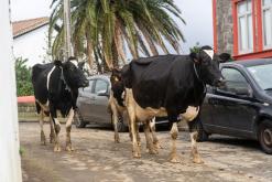 Santana - São Miguel, Týden po Azorech (leden 2025)