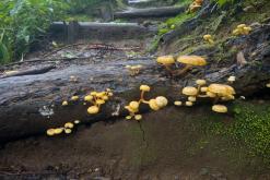 Santana - São Miguel, Týden po Azorech (leden 2025)