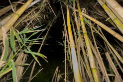 Ponta Delgada - São Miguel, Týden po Azorech (leden 2025)