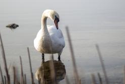 Komské jezero - leden 2017