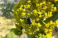 Famagusta - Prodloužený víkend po severním Kypru (březen 2025)