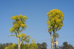 Famagusta - Prodloužený víkend po severním Kypru (březen 2025)