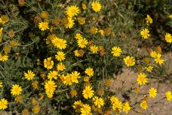 Yarköy - Prodloužený víkend po severním Kypru (březen 2025)