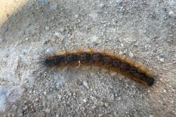 Yarköy - Prodloužený víkend po severním Kypru (březen 2025)