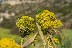 Kilitkaya - Prodloužený víkend po severním Kypru (březen 2025)