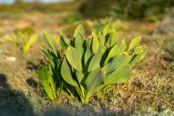 Yenierenköy - Prodloužený víkend po severním Kypru (březen 2025)