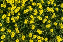 Yenierenköy - Prodloužený víkend po severním Kypru (březen 2025)