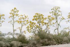 Koma tou Gialou - Prodloužený víkend po severním Kypru (březen 2025)