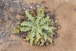 Koma tou Gialou - Prodloužený víkend po severním Kypru (březen 2025)