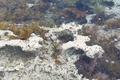 Koma tou Gialou - Prodloužený víkend po severním Kypru (březen 2025)