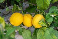 Bafra - Prodloužený víkend po severním Kypru (březen 2025)