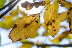 Dilidžan - Prodloužený víkend po Arménii (říjen 2024)